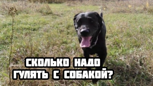 Сколько гулять с собакой?