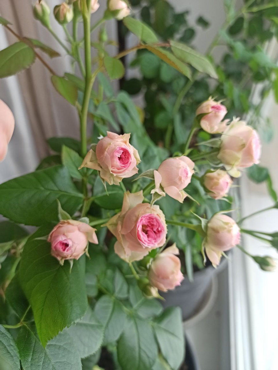 "Мими Эден" в марте на подоконнике