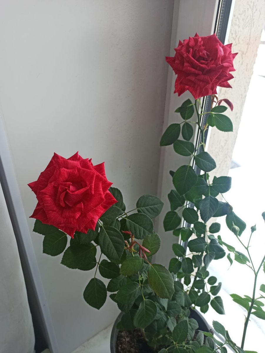 "Ред Интуишн"