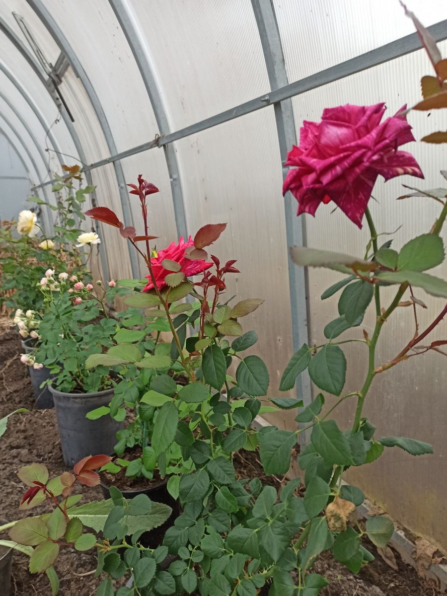 Розы переехали в теплицу закаливаться.