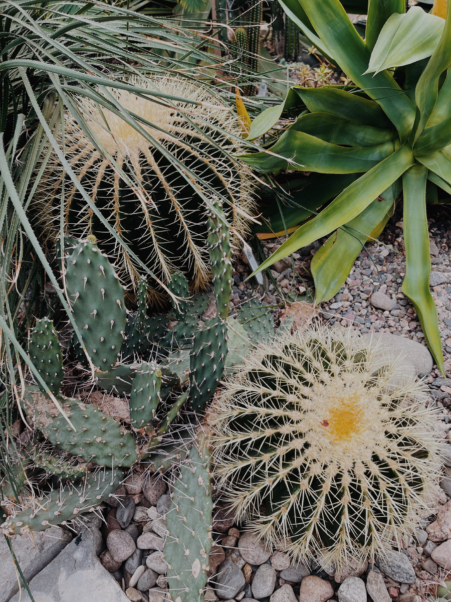 Ботанический сад в Москве