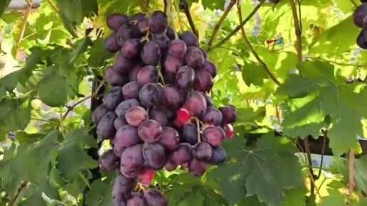 🍇Виноград САРАЦИН, БЛОНДИН, КОНЁК - селекция Калугина В.М. Виноград Тепловых.🍇