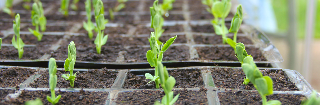 Фото: The Garden Smallholder | flickr