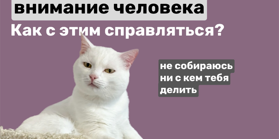 ✔️ Конкуренция кошек за внимание человека: как с этим справляться?