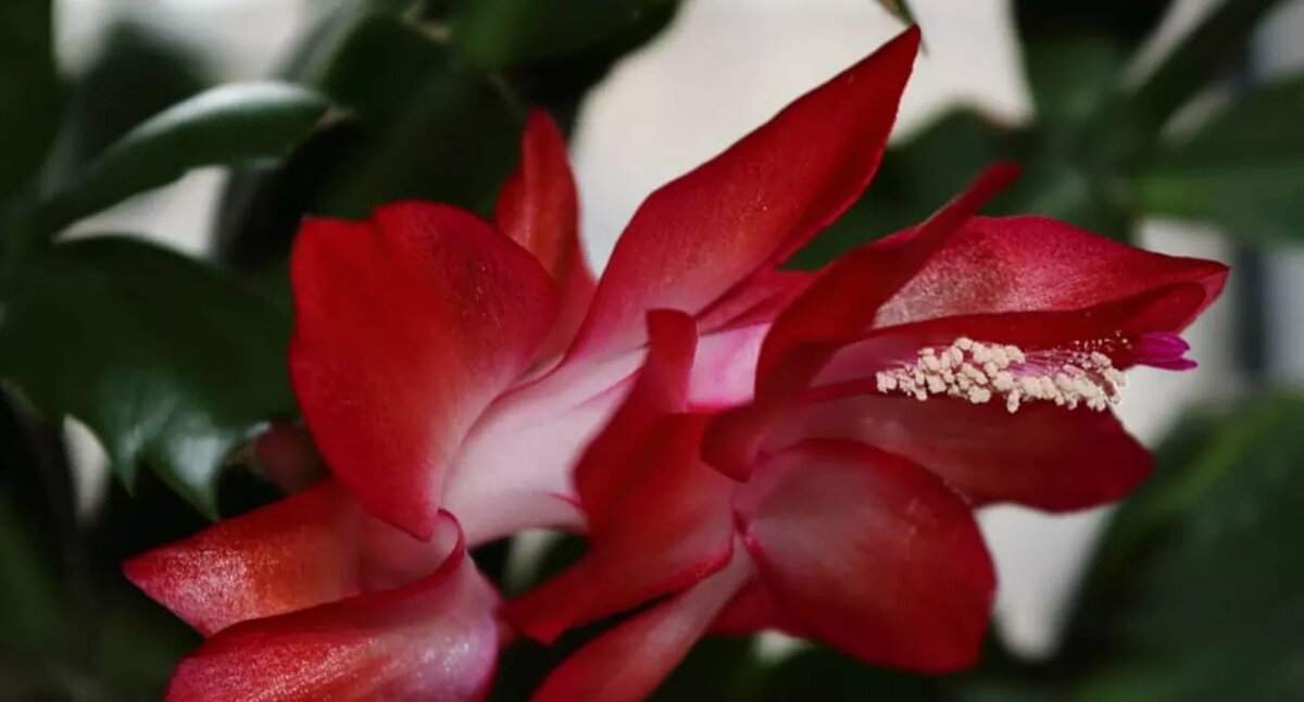 Фото: декабрист/piqsels.com 