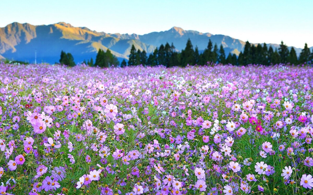 Вот же ж сколько цветов