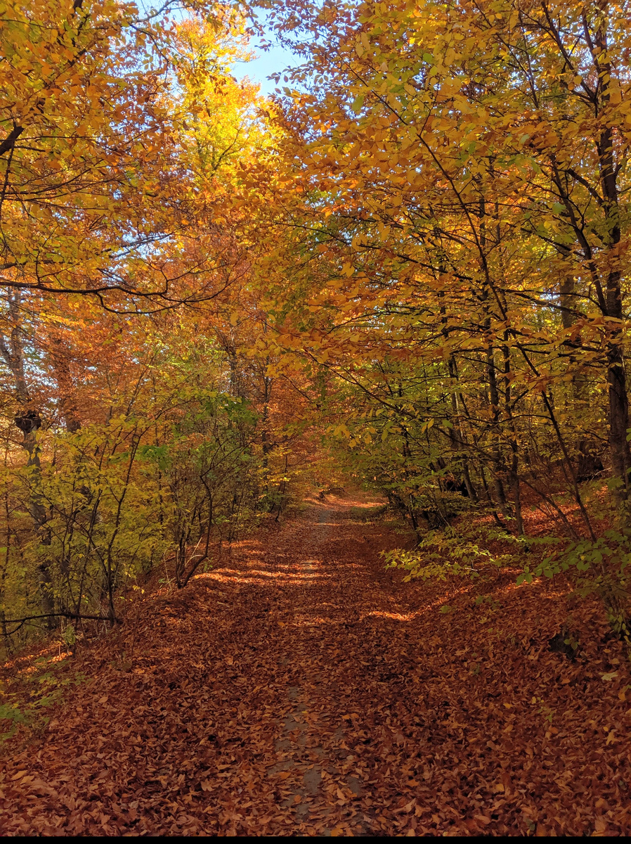 Осень в лесах Дилижана