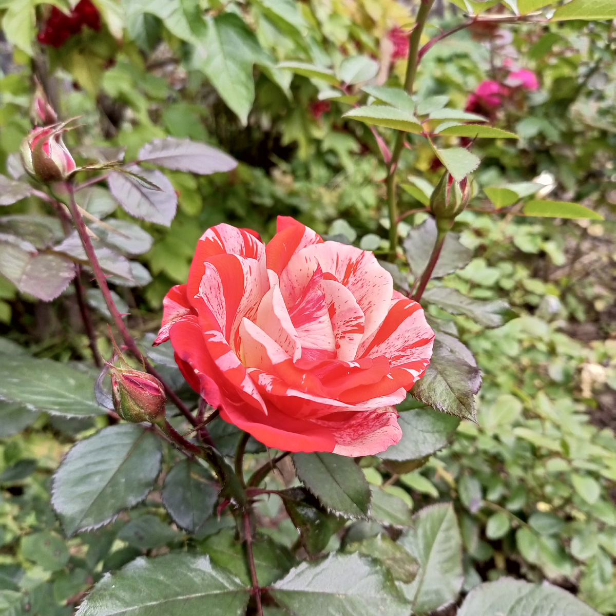 Роза (фото автора) 