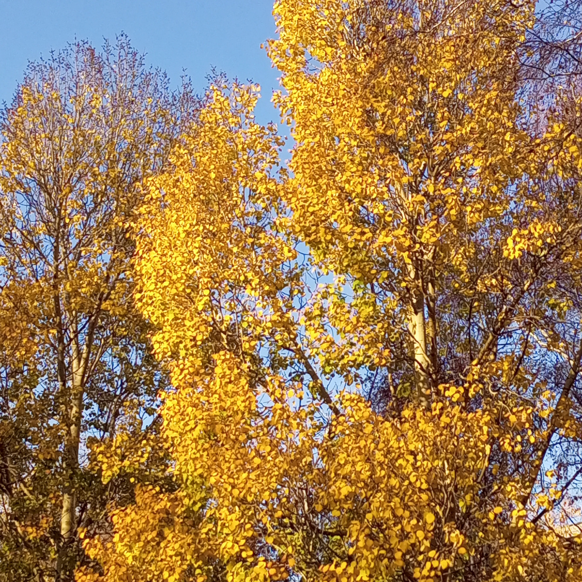 Берëза ( фото автора) 