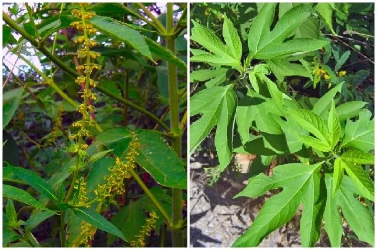    Вот так выглядит амброзия полыннолистная (Ambrosia artemisiifolia)
