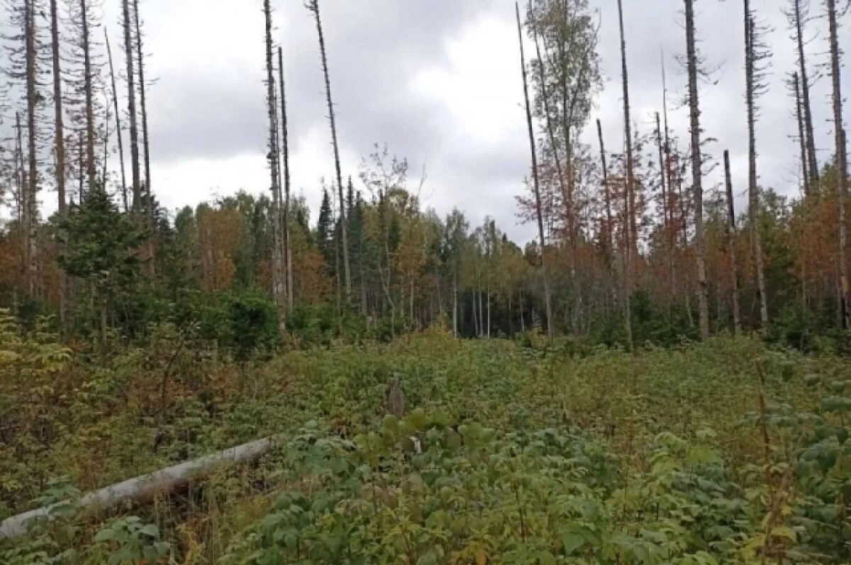   В Красноярском крае предприниматель незаконно вырубил лес на 2,4 млн рублей