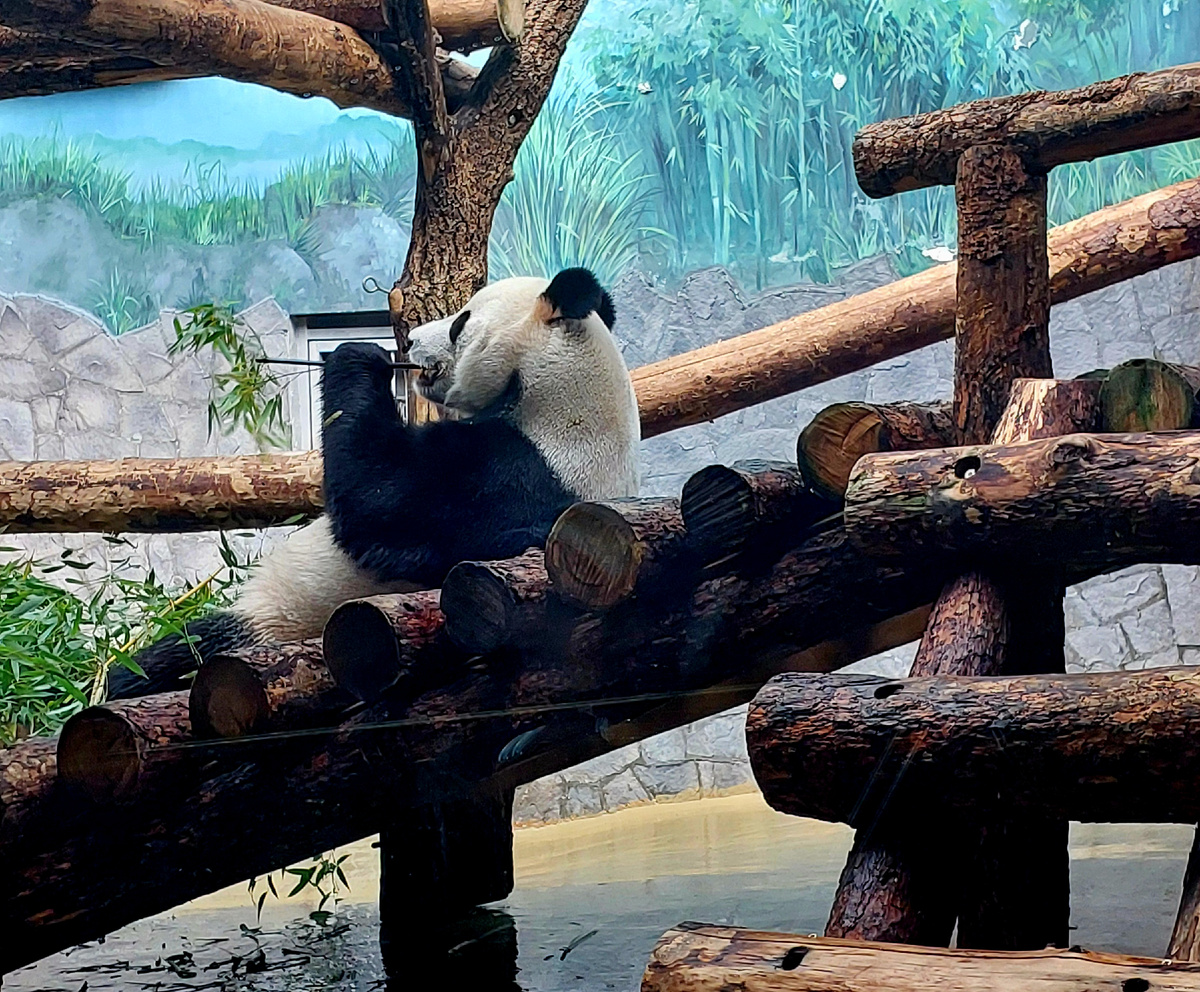 Большая панда Жуи, фото автора