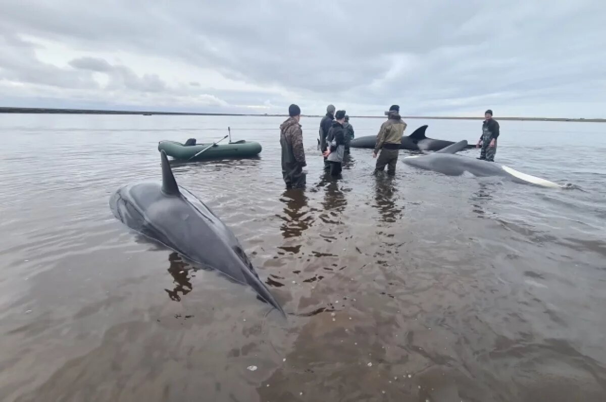    Все косатки, попавшие в плен лимана на Камчатке, живы