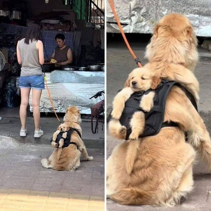 Источник: Animals in Random Places