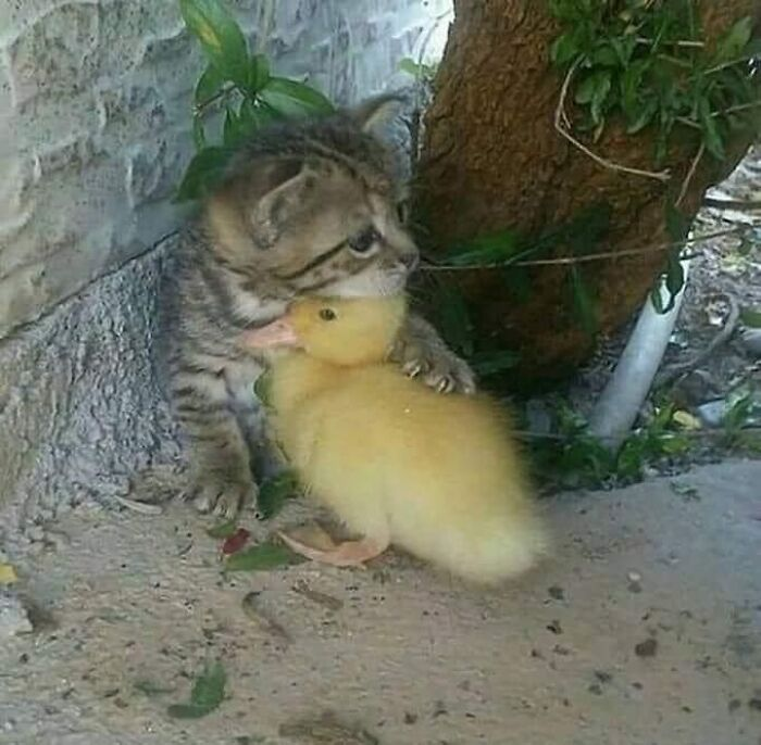 Источник: Animals in Random Places