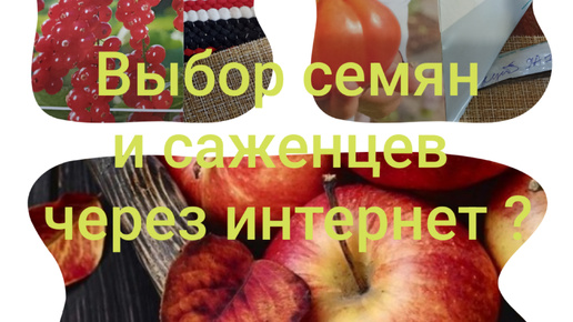 Есть проблема с выбором семян , новый каталог на осень и весну ,советую попробовать через интернет , бесплатная доставка .