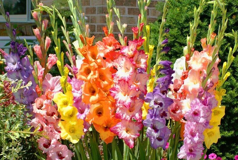 Осенняя уборка гладиолусов: когда выкапываем, покуда обрезаем и что делаем дальше