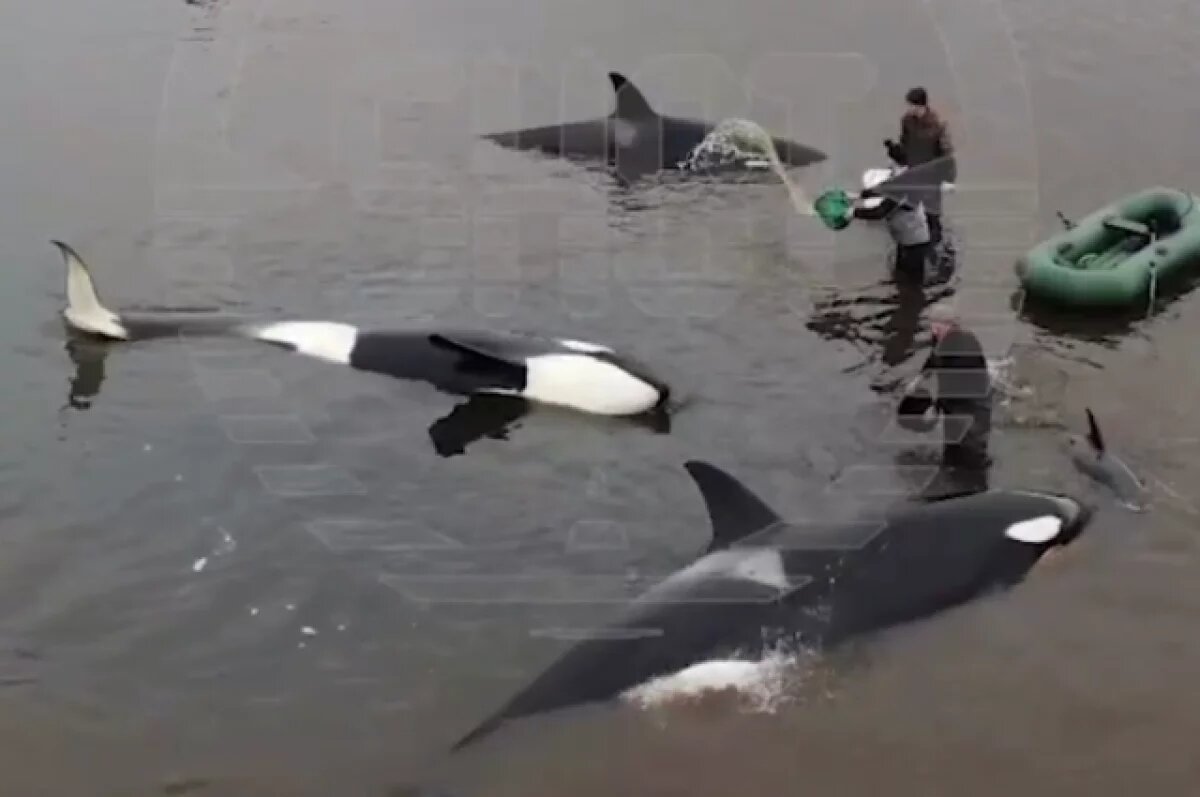    На Камчатке спасают застрявших на мелководье четырех косаток