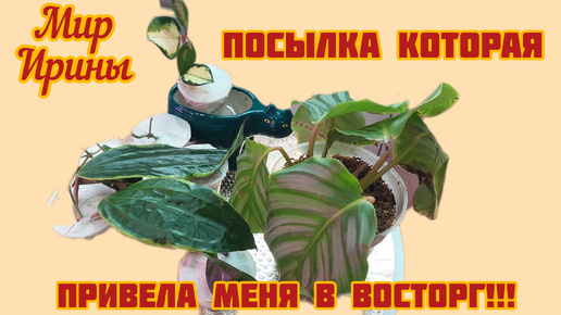 Посылка которая привела меня в восторг●☆▪︎☆▪︎☆