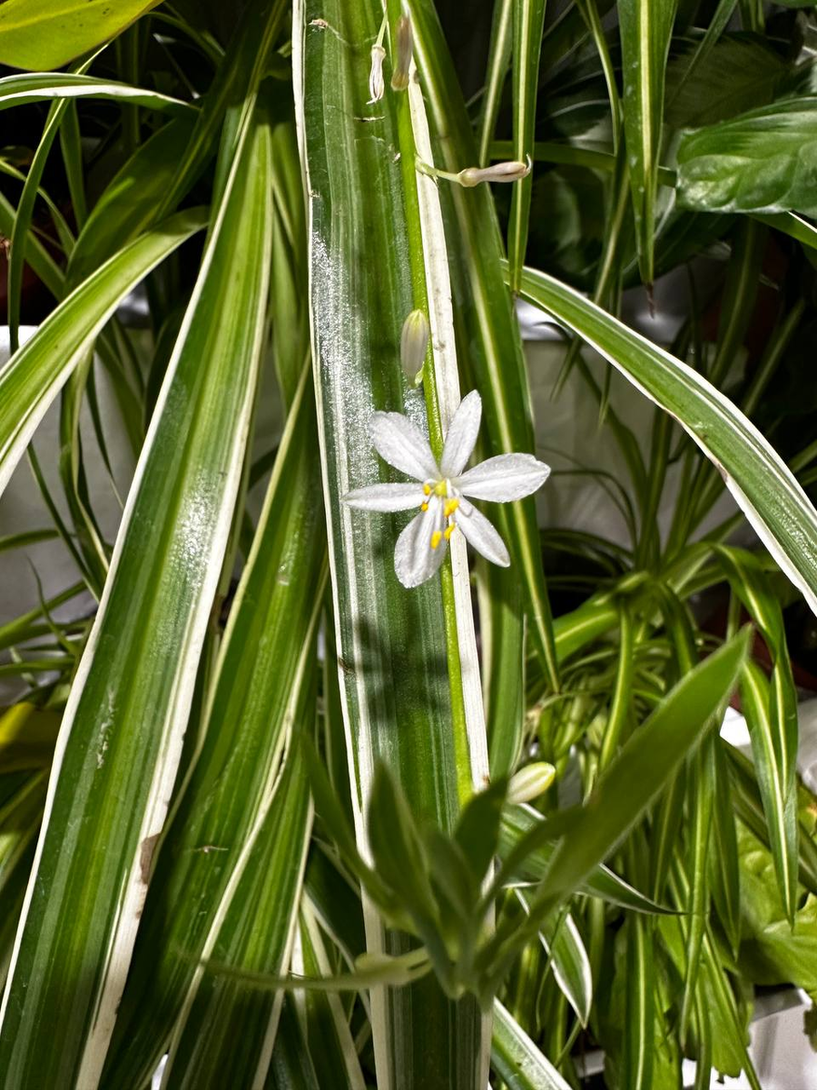 Neo Flora Plants Воронеж