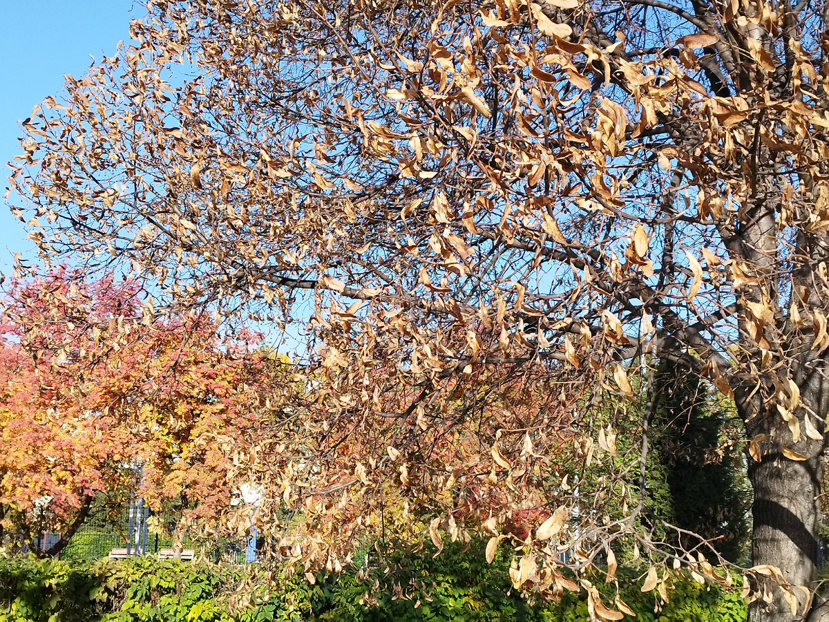 Ещё одна "коричневая осень'