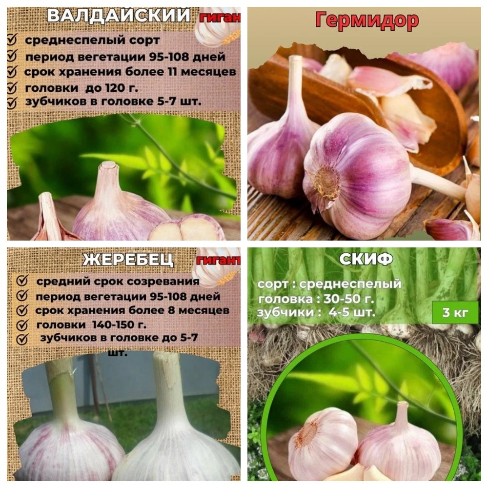 Какой сорт чеснока самый лучший