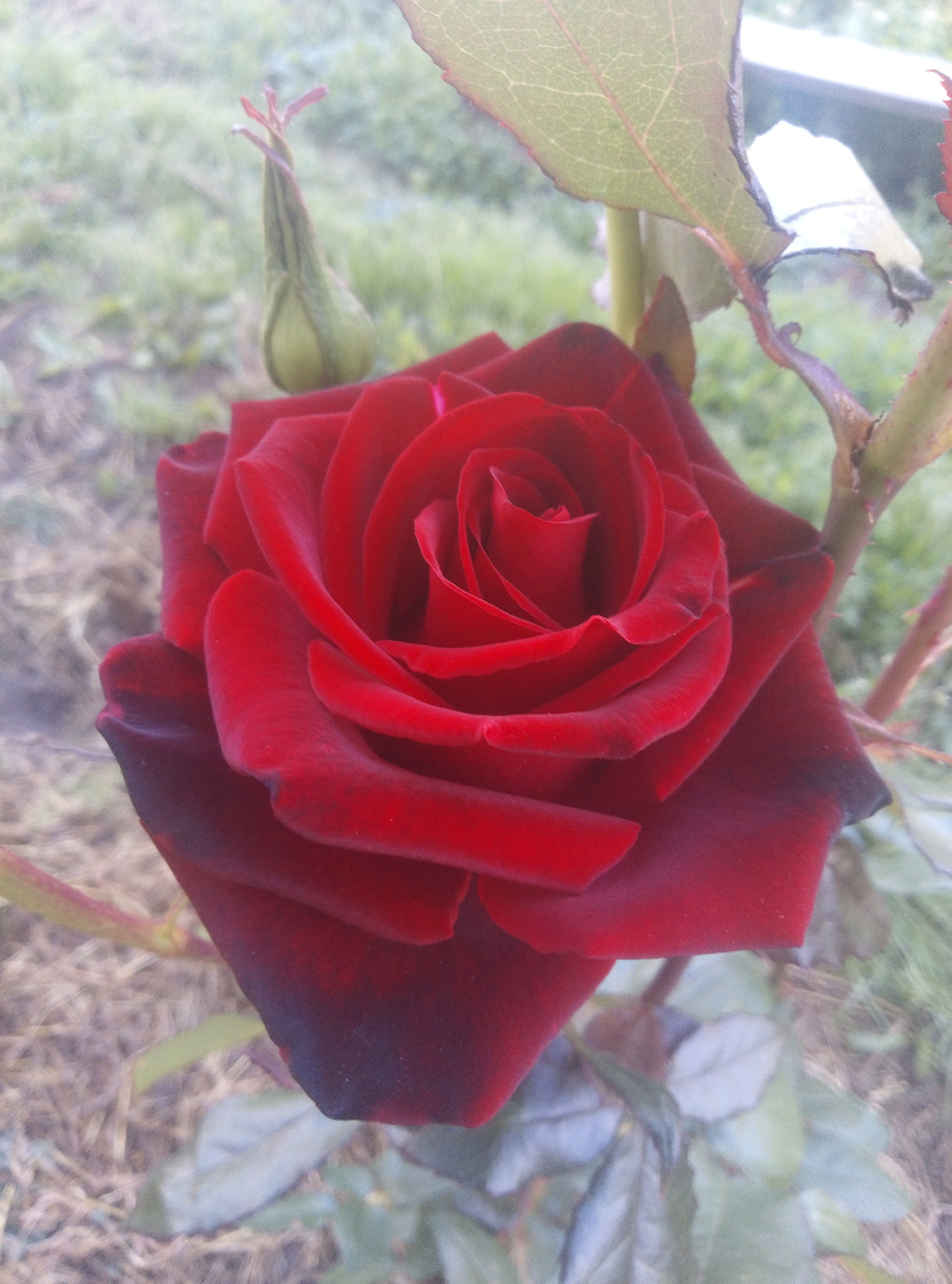 2. Черная Магия.