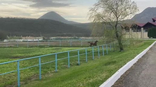 Арабский скакун, вышел в поле с конем