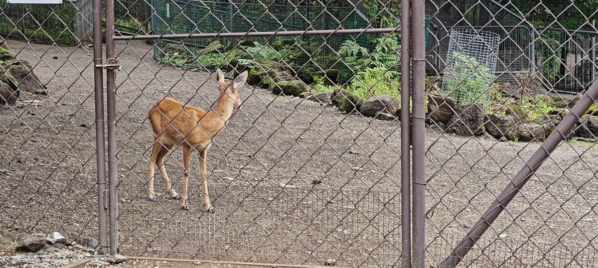 Олененок ждет на входе в вольер