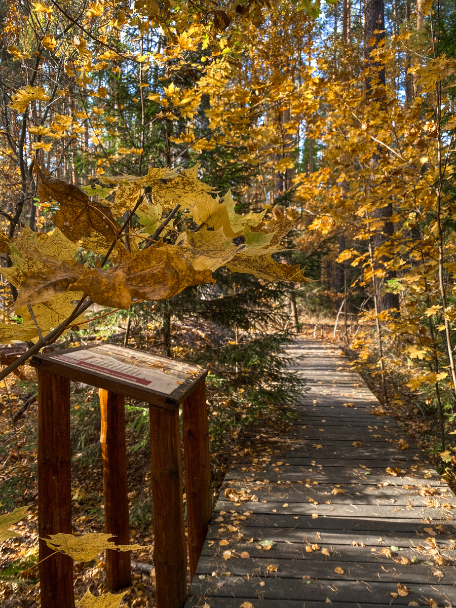 Какие краски природы😍🍁🌿🍂