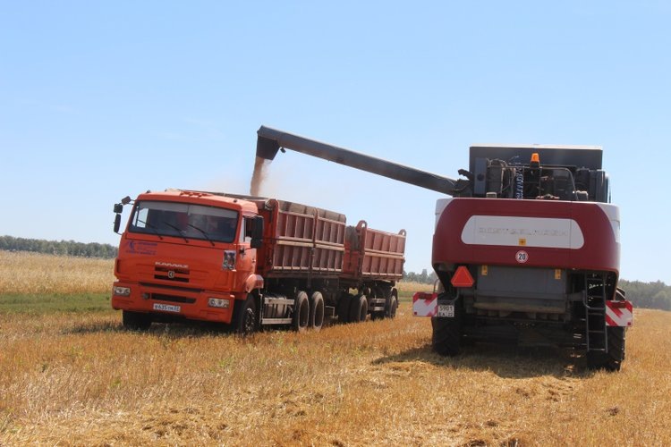    Свыше 4,4 млн тонн зерна на сегодня у алтайских аграриев