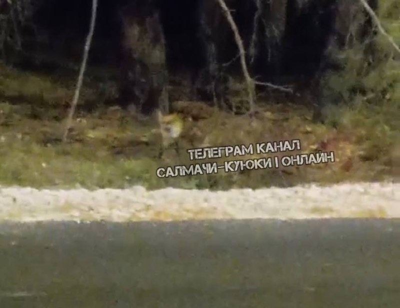    Фото: скриншот