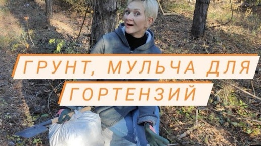 #гортензия Как сэкономить на грунте для гортензий🌲👍