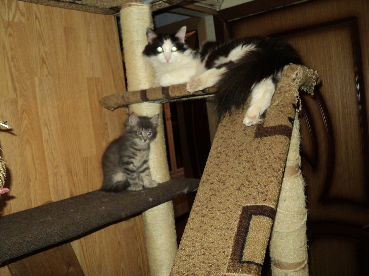 Мелкий Яков вместе с Барсиком