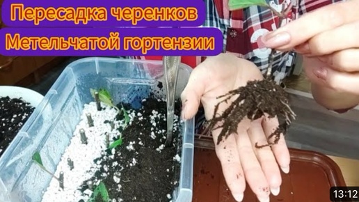 🌺Архив двухлетней давности😊. Мои наблюдения и опыт в черенковании метельчатой гортензии🌿