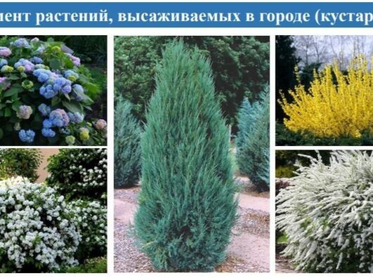    В Ростове осенью высадят 10 тысяч кустарников // фото: телеграм-канал Алексей Логвиненко