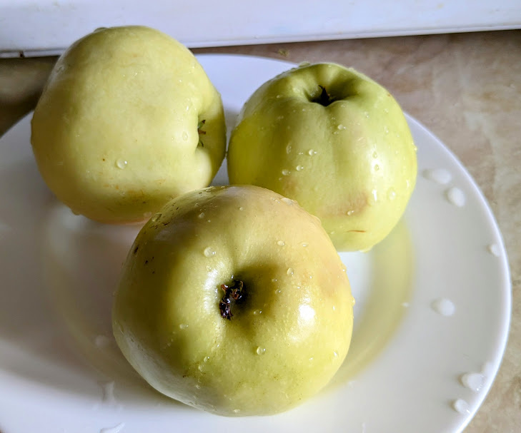 Яблоки сорта Антоновка. Фото автора