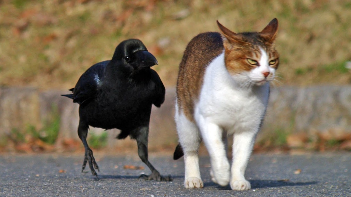 Фото из картинок yandex.ru