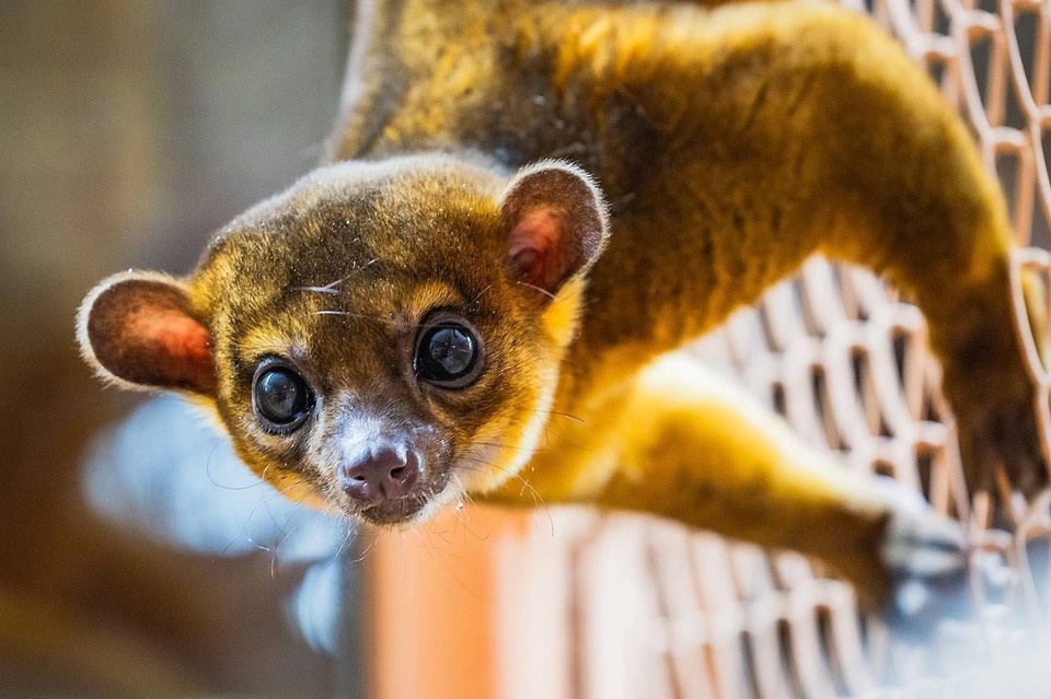    Фото: парк «Роев ручей» Красноярск (t.me/roev_ruchey)