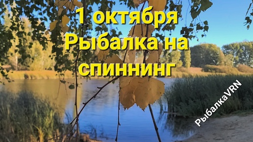 下载视频: Рыбалка на спиннинг,1 октября.Шнурки жрут