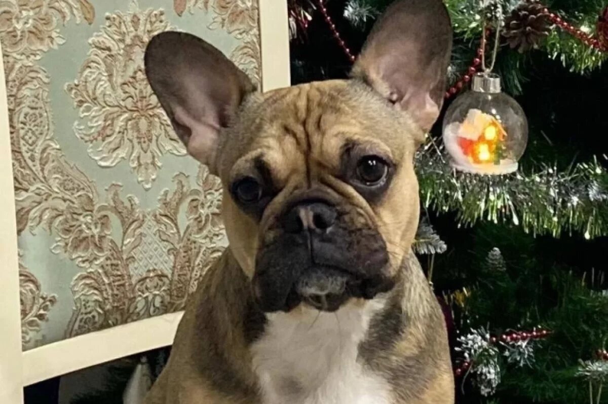    Собака спасла хозяев во время пожара в Удмуртии