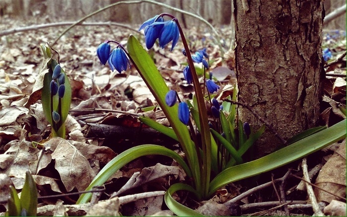 Первые цветы