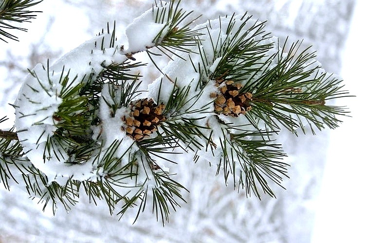 Зимняя сказка