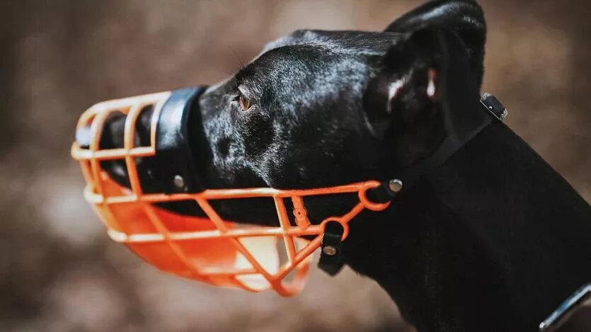 Фото: Госдума РФ