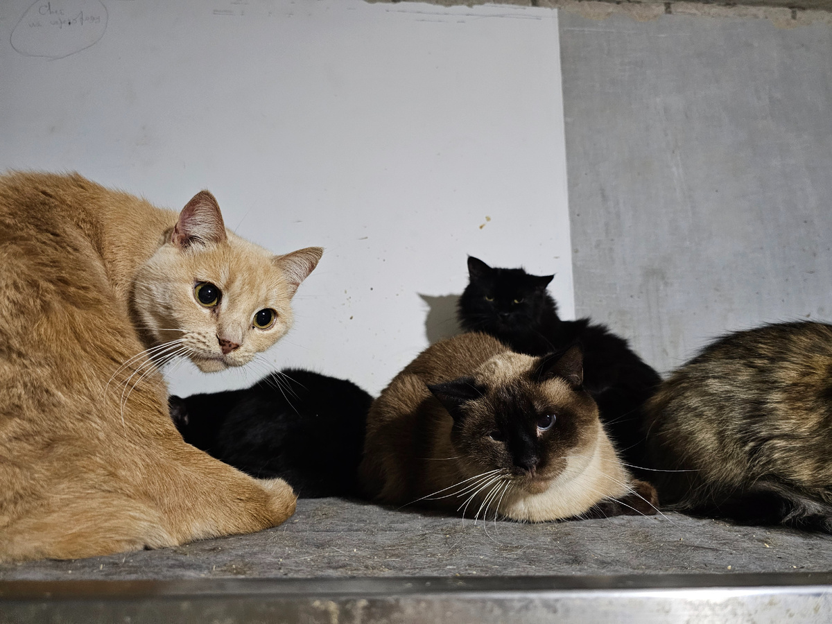 Фото автора. Ребятки. Мальта спинальница сиамчик с неврологией.