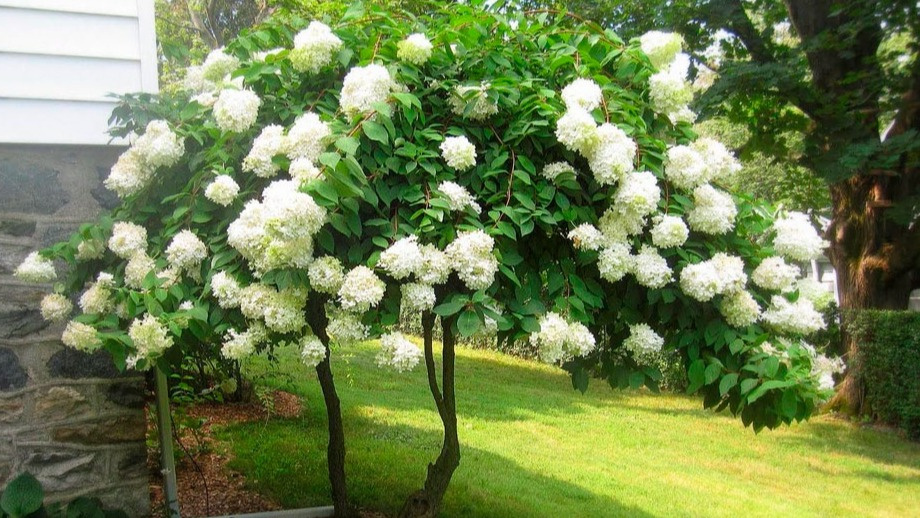 Куст калины Бульденеж, усыпанный крупными белыми соцветиями-шарами.