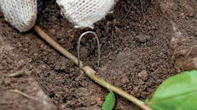 Пригнутая к земле и присыпанная ветвь калины Бульденеж, готовая к укоренению.