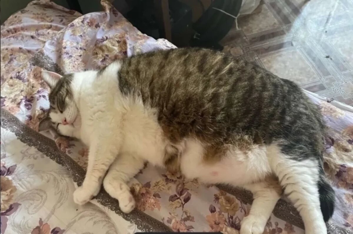    В Самаре ищут дом для толстенькой кошки – «дирижабля» Бони