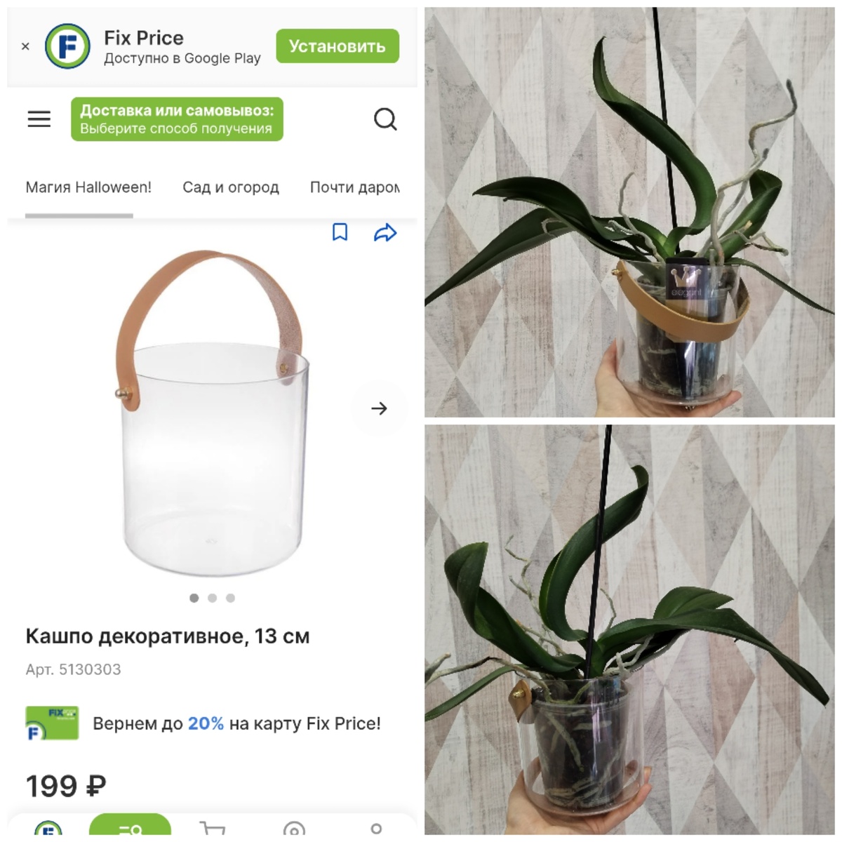 Кстати! Орхидейка-уценка из "Пятёрочки". Набор корней у нее - шикарный!