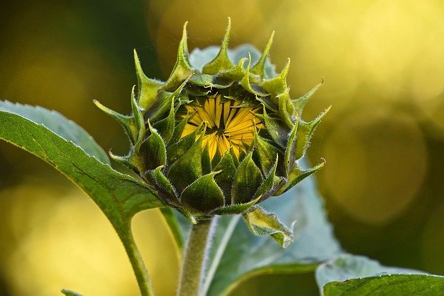 Фото: pixabay.com 
